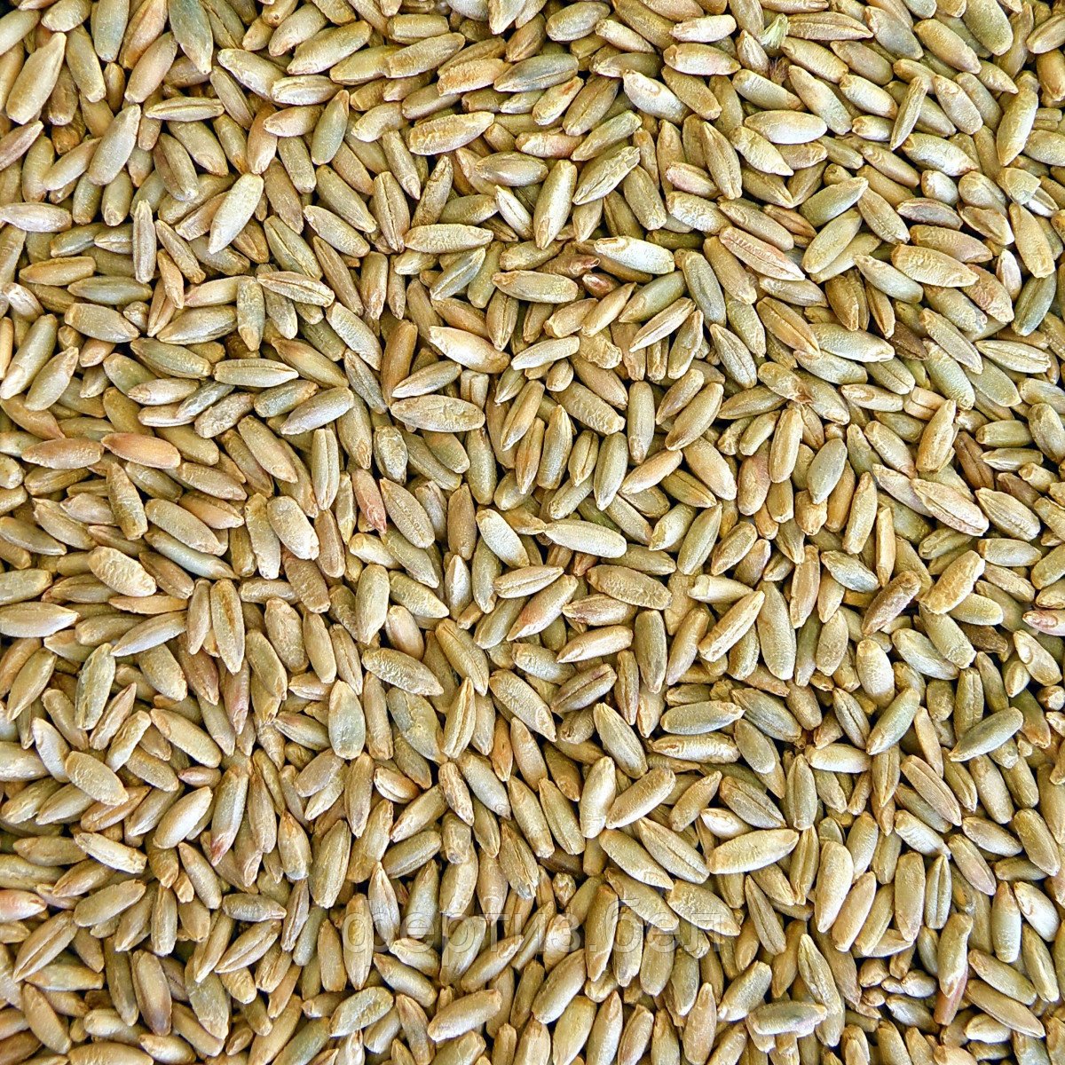 Озимая рожь памяти Кунакбаева