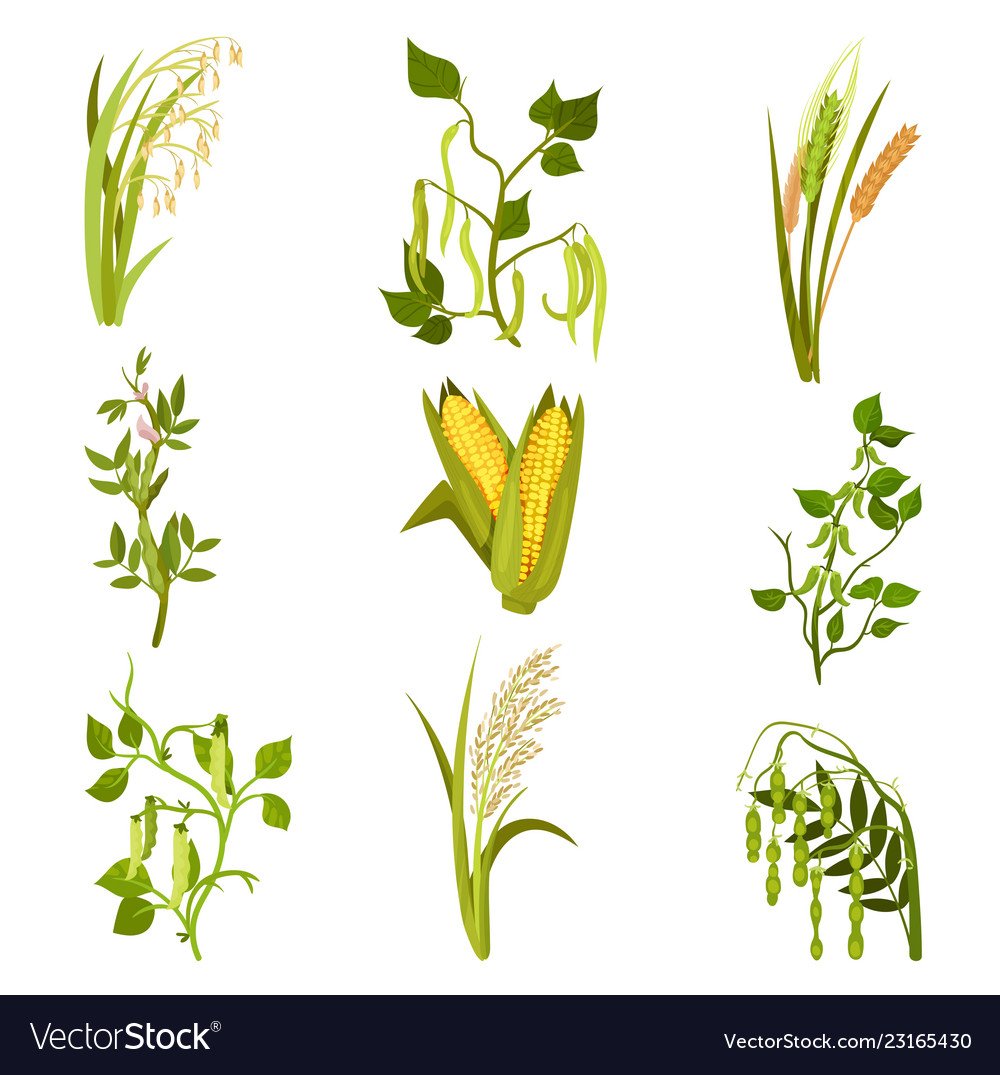Вектор сельскохозяйственные растения