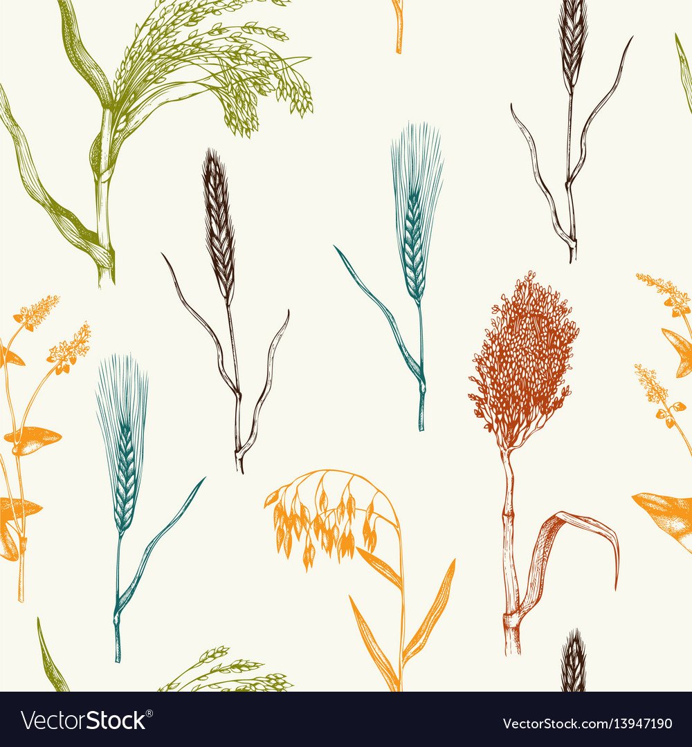 Разные злаки вектор