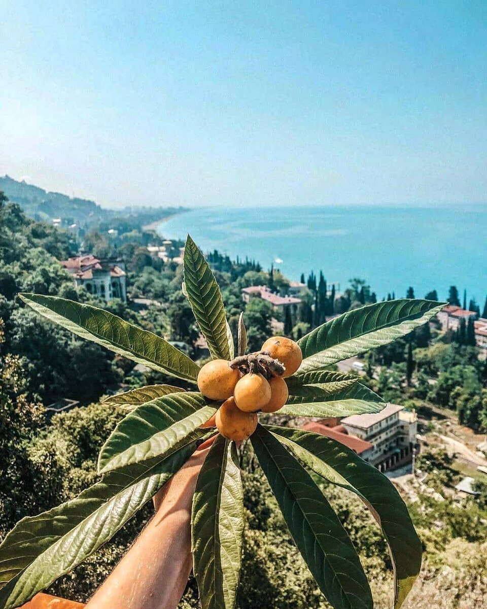 Мушмула в Абхазии