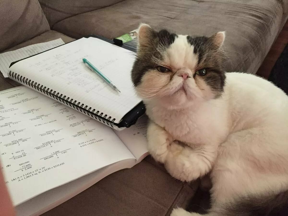 Котики и учеба