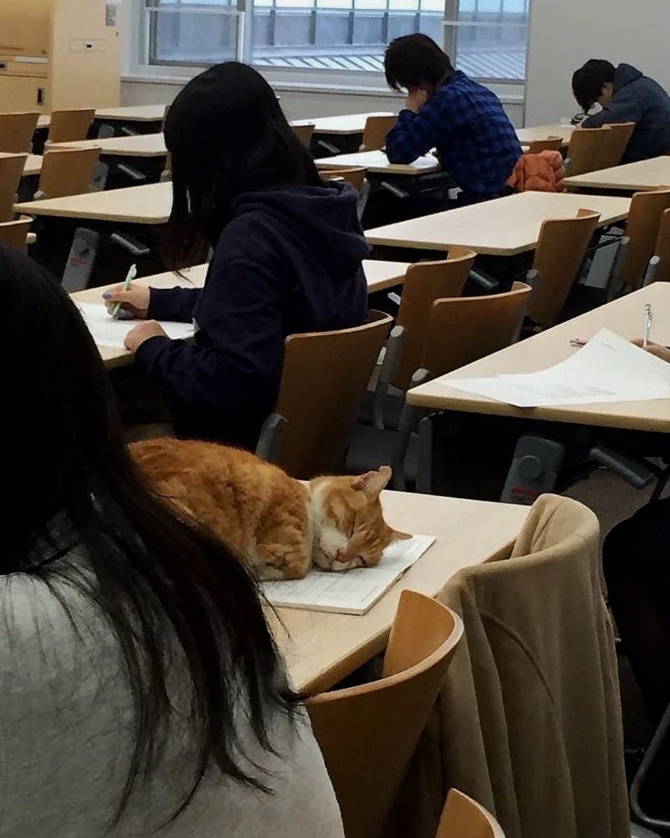 Кот на уроке