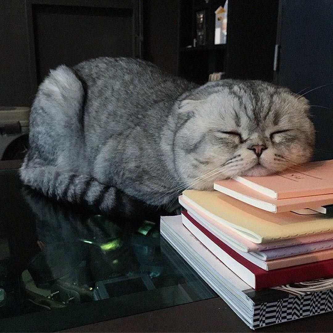 Уставший кот