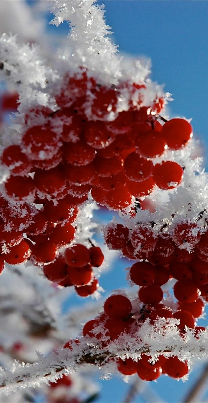 Зимние ягоды