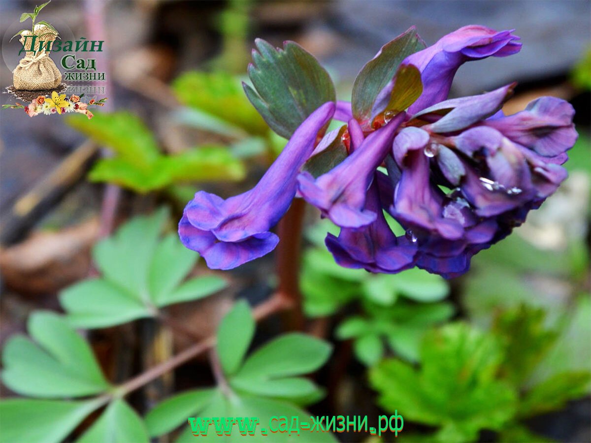 Хохлатка (Corydalis)