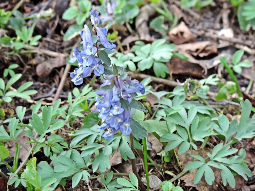 Хохлатка дымянковидная