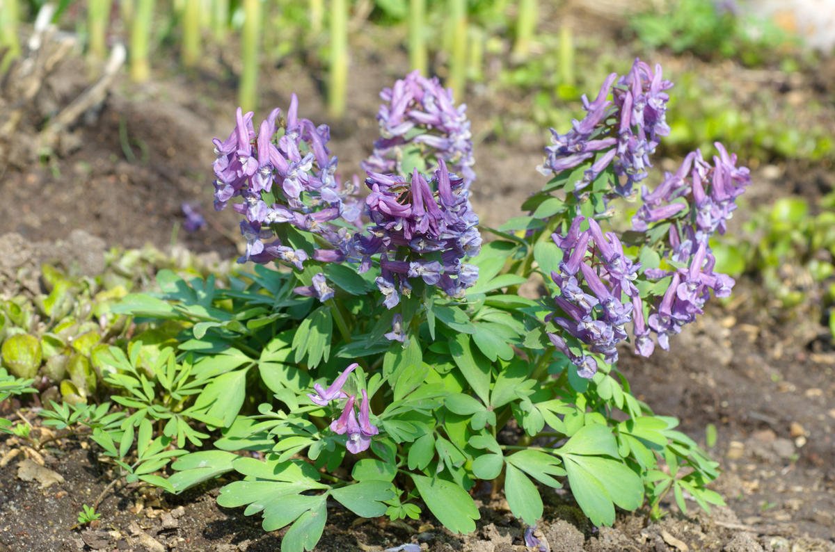 Красота весны хохлатка