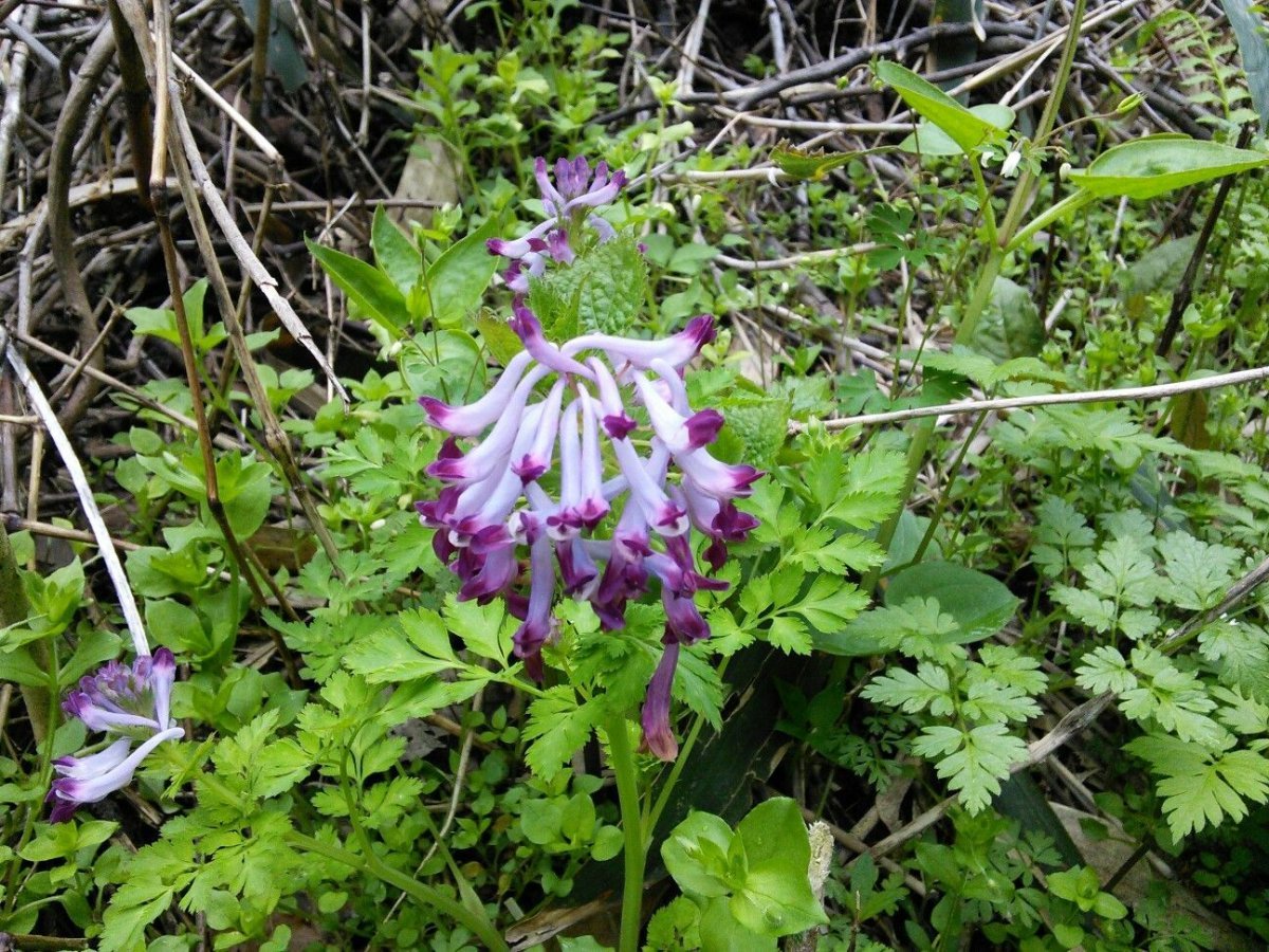 Хохлатка первоцвет