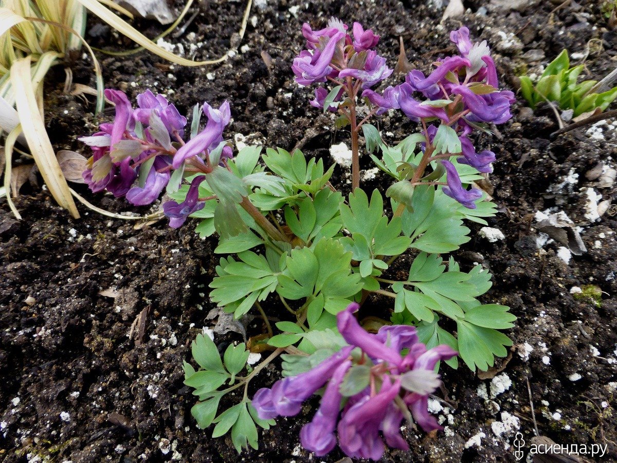 Хохлатка пионолистная