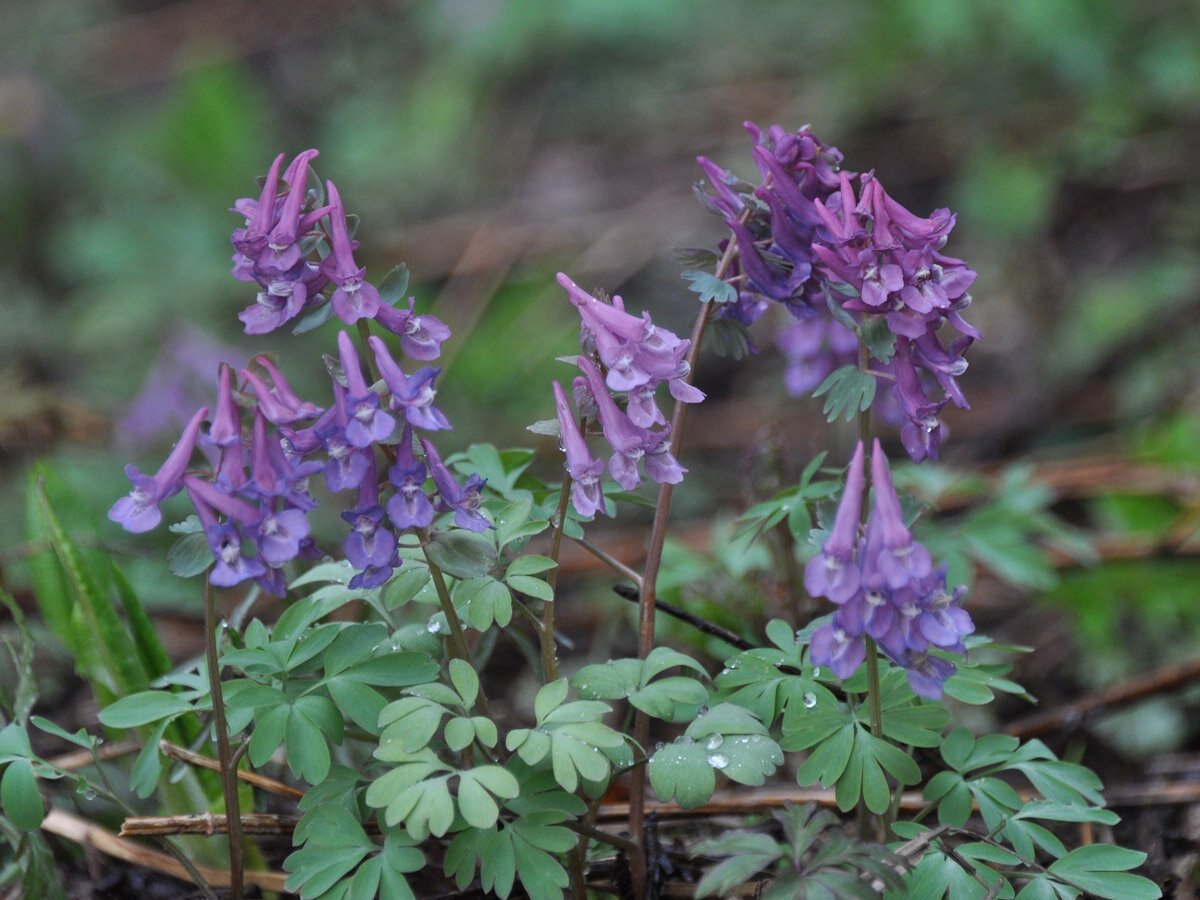 Хохлатка (Corydalis)