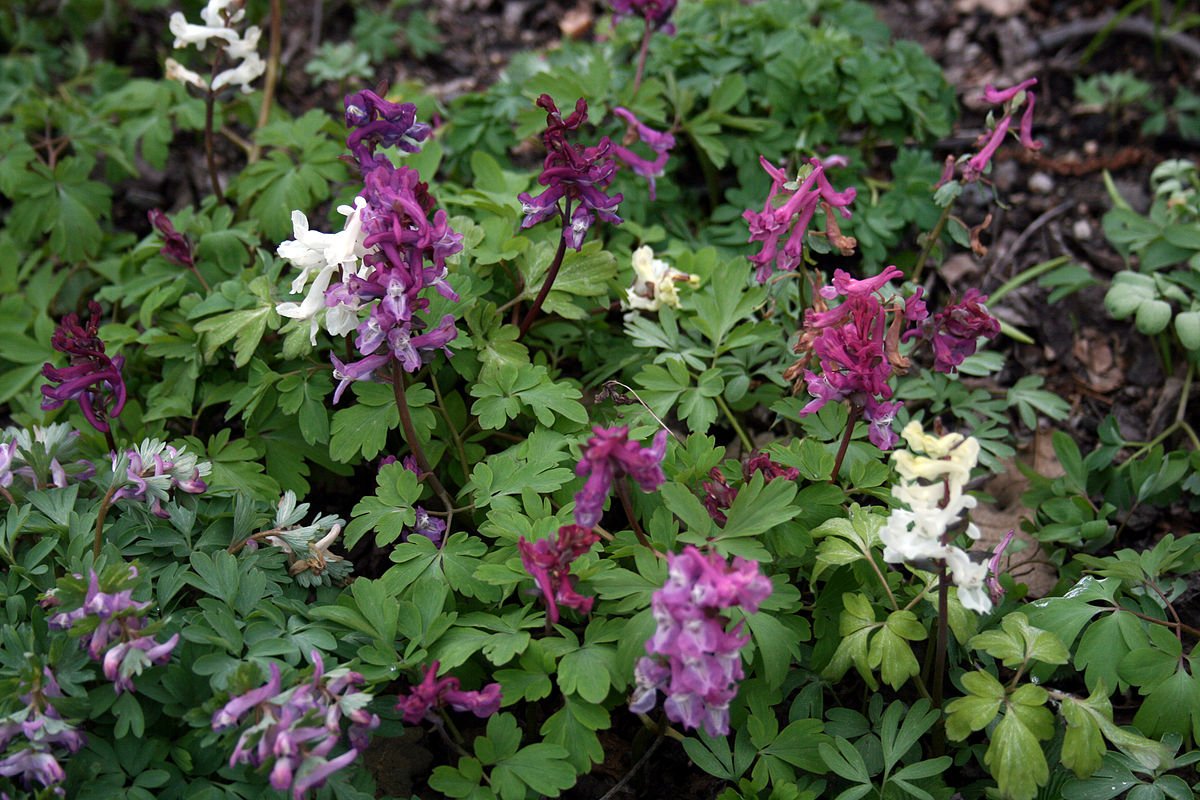 Хохлатка Пурпл Берд