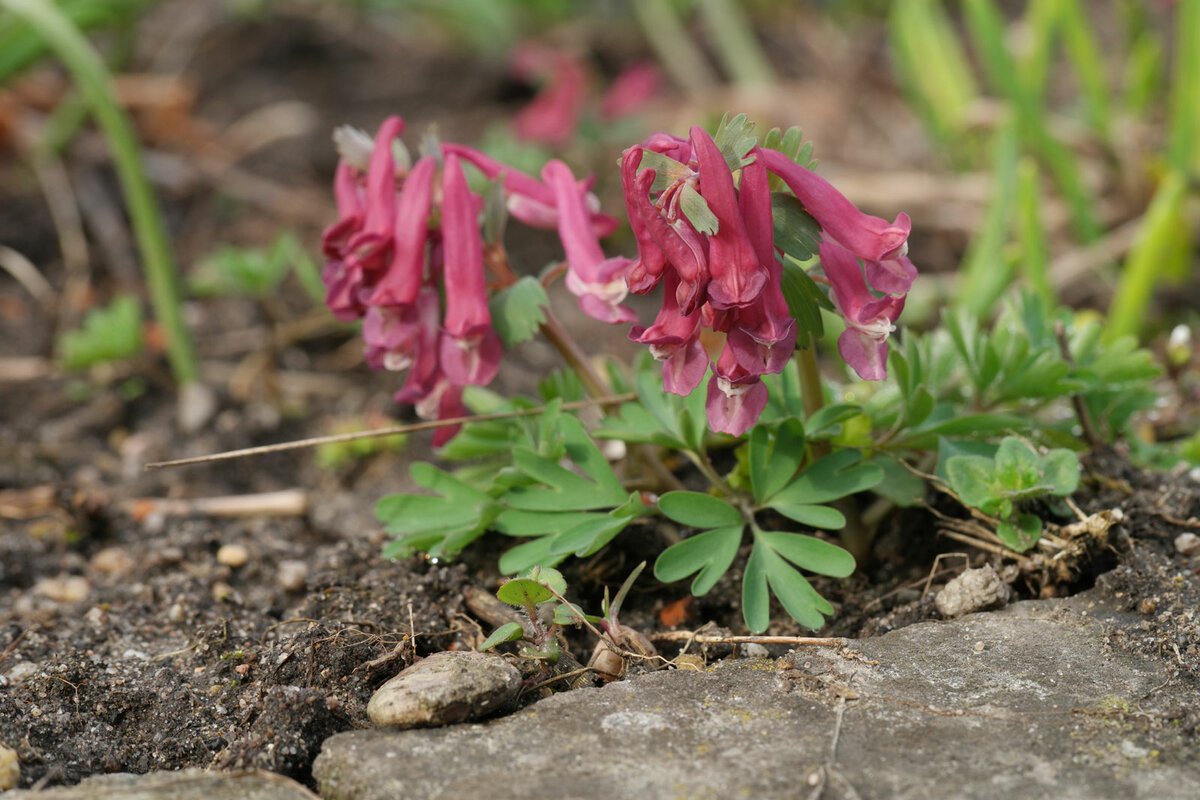 Хохлатка Cava