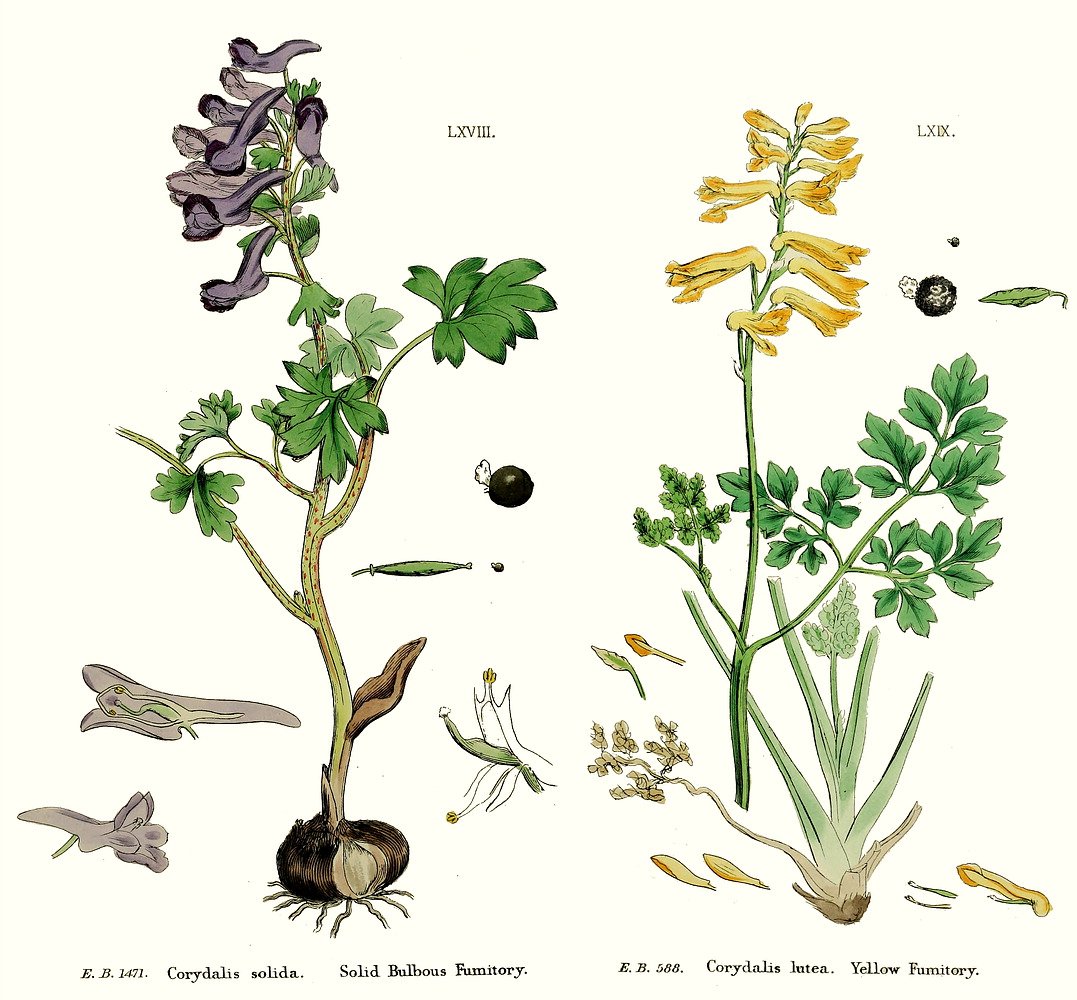 Хохлатка прицветниковая