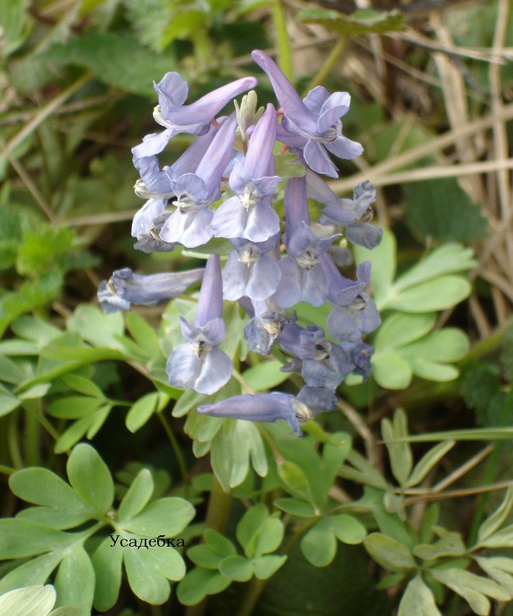 Хохлатка Альпийская