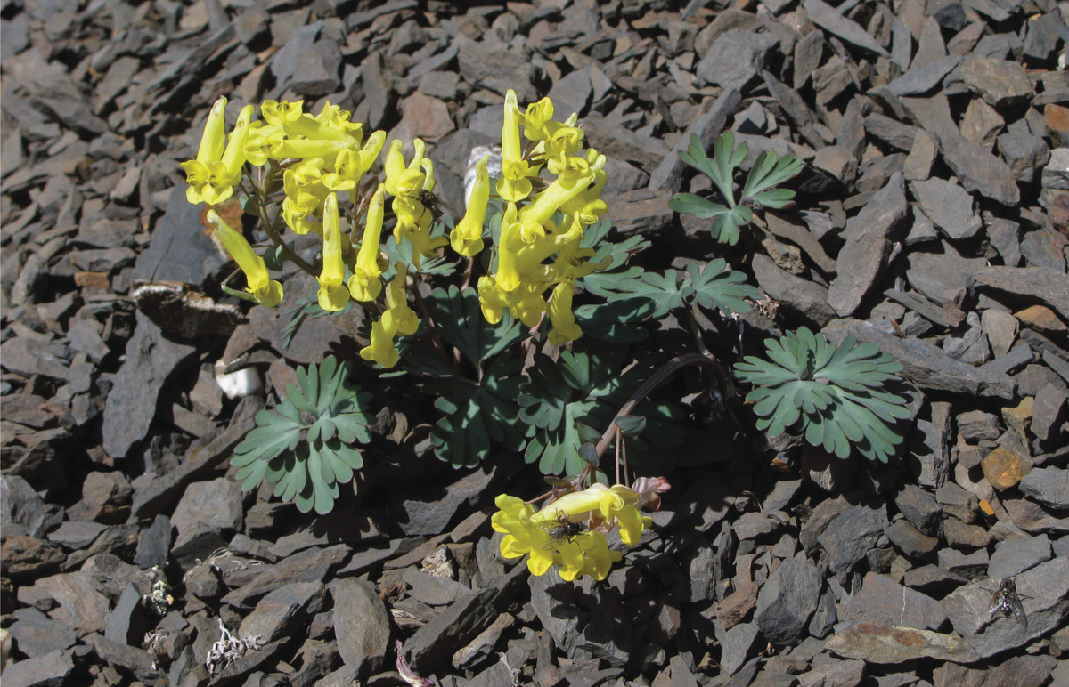Хохлатка - Corydalis – коридалис