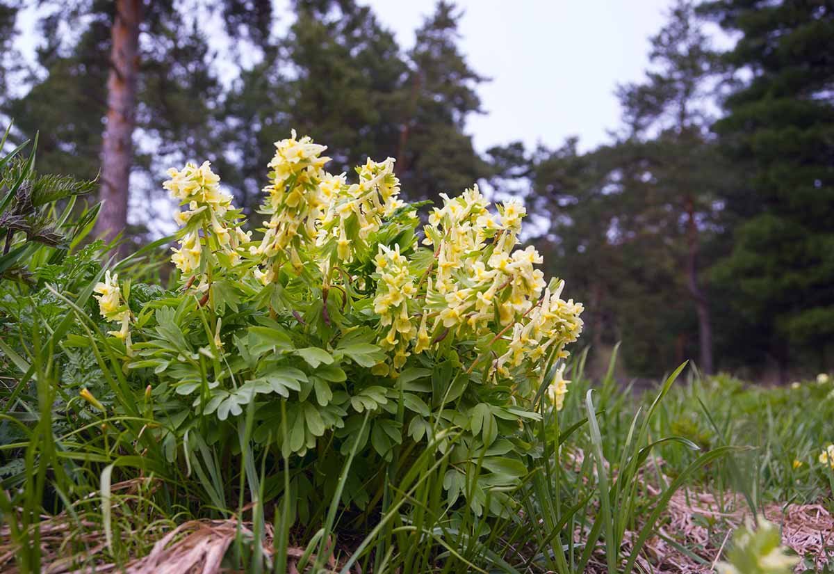 Хохлатка - Corydalis – коридалис