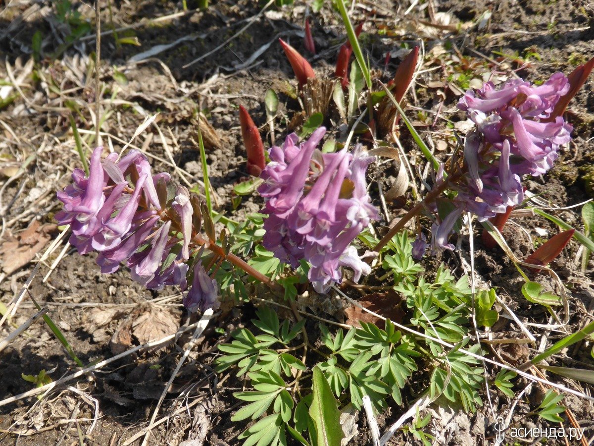 Хохлатка клубни