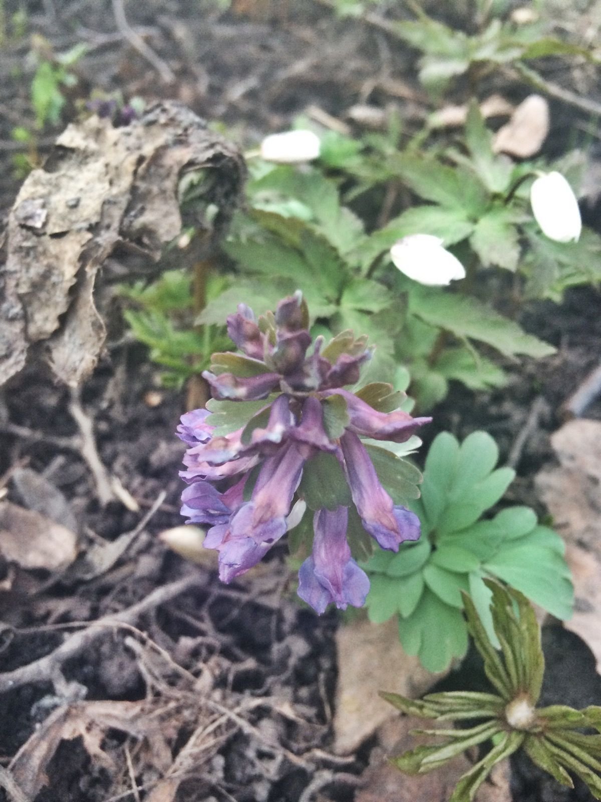 Хохлатка (Corydalis) Пурпл бёрд