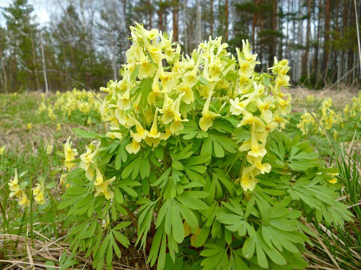 Хохлатка Маршалла