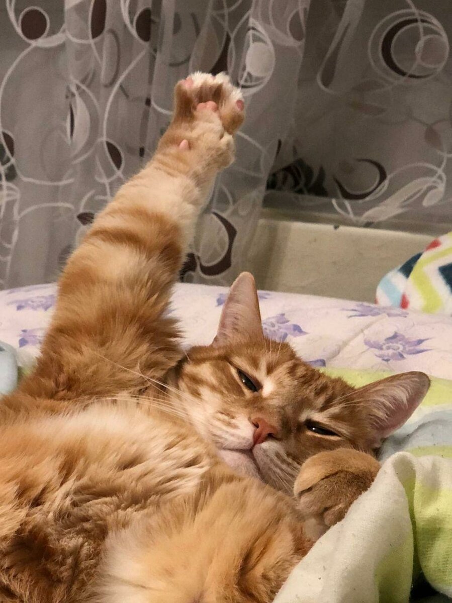 Котомания фото прикольные