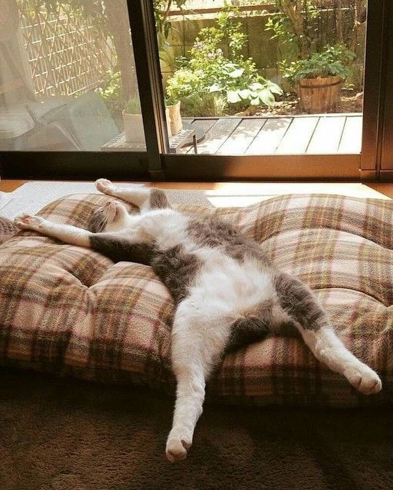 Кот отдыхает