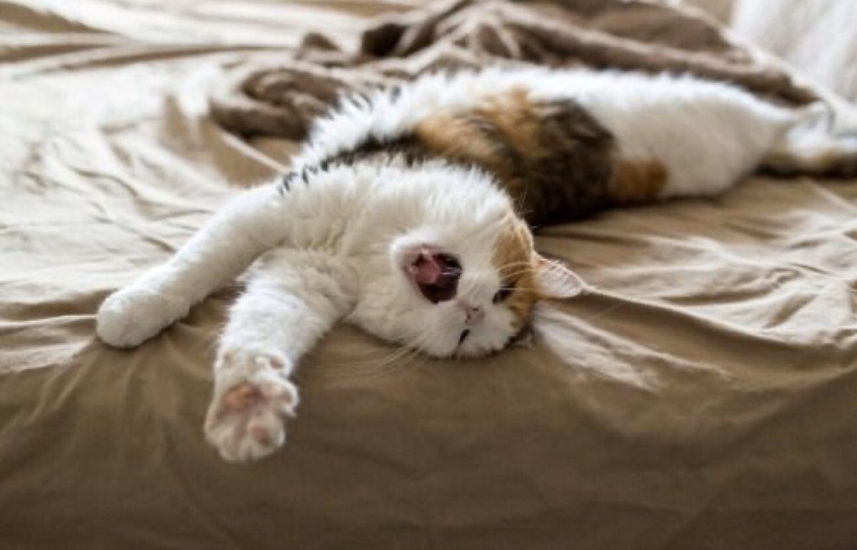 Утренний кот