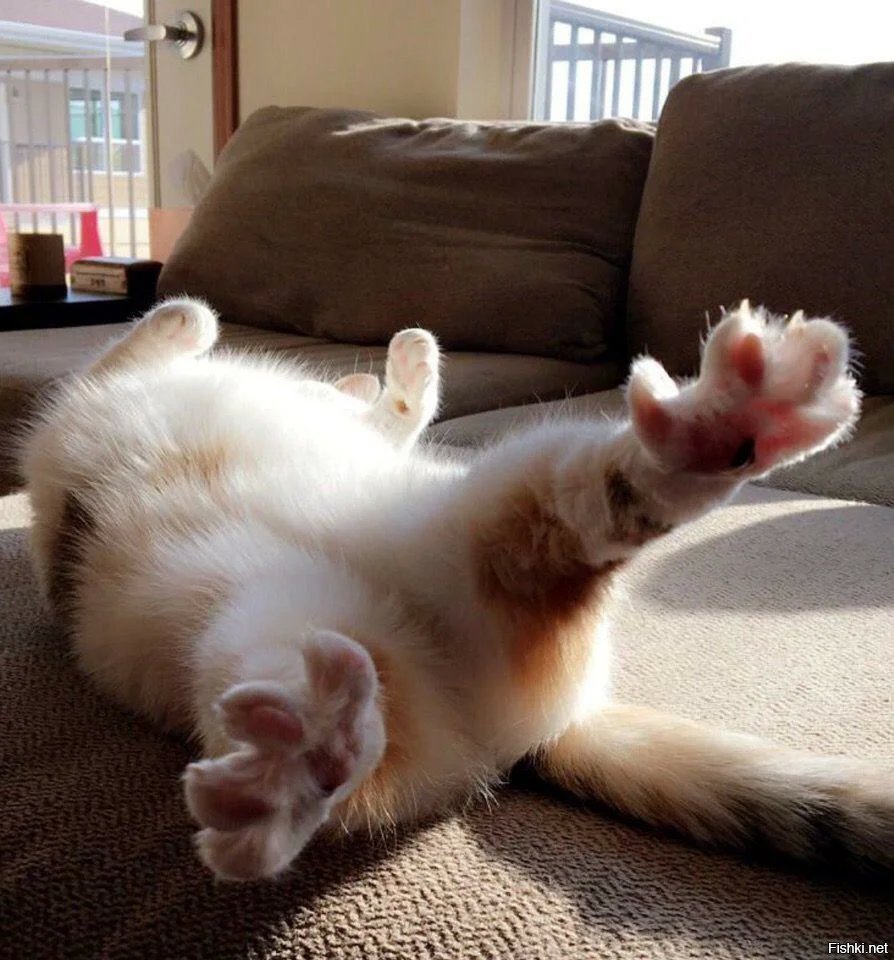 Утренний кот