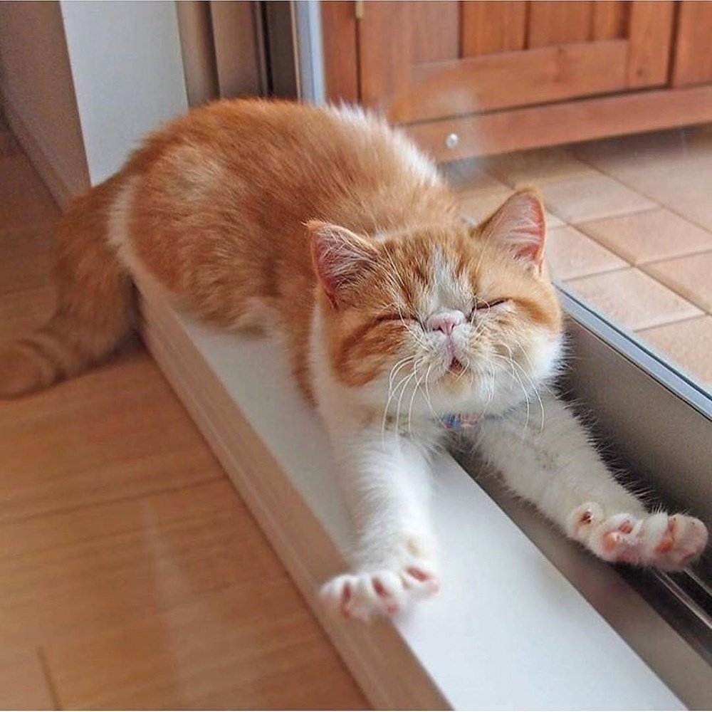 Кот проснулся потянулся