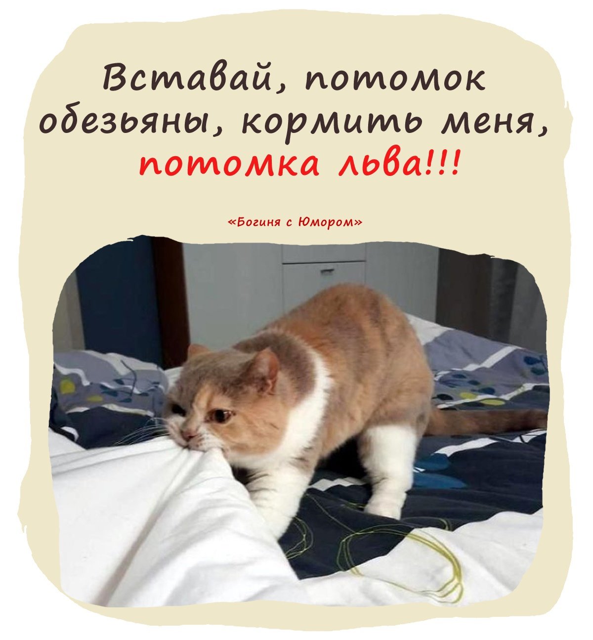 Утро начинается с кормежки голодного кота