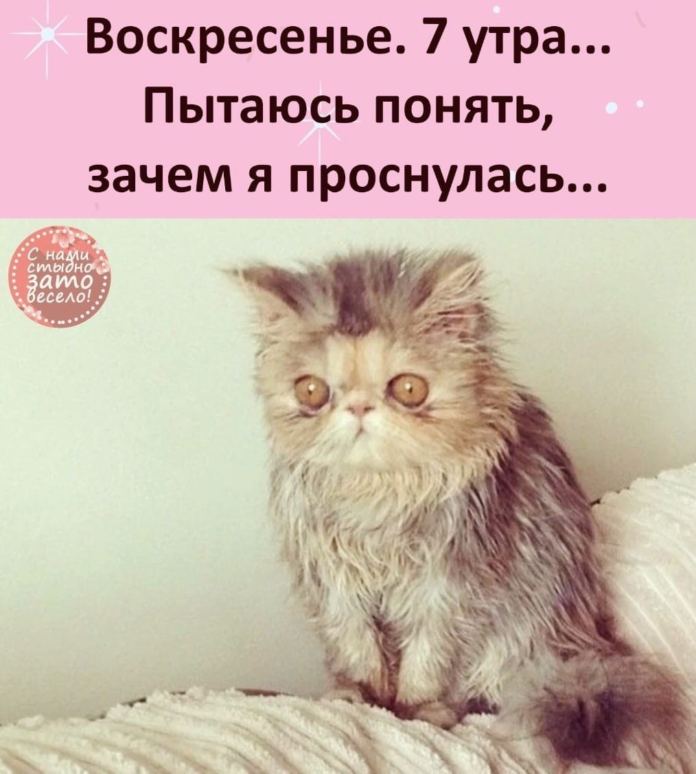 Наташа и коты мемы
