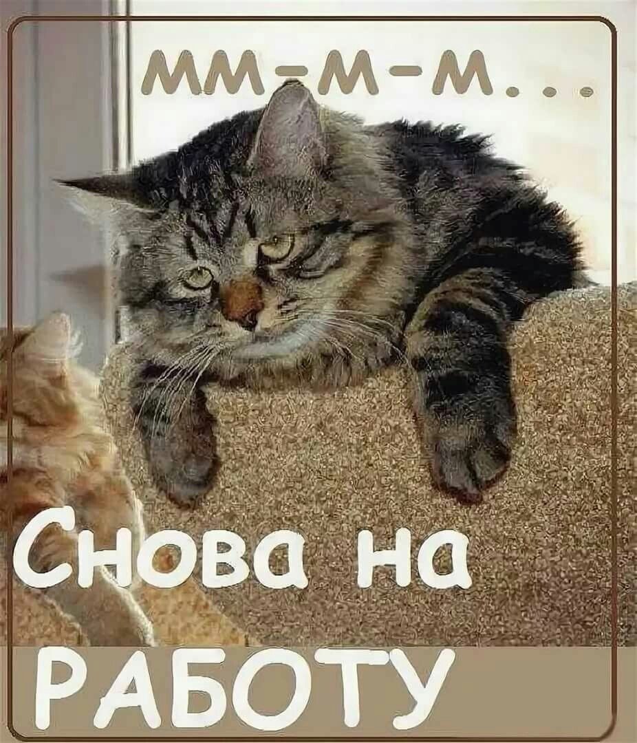 Недовольная Сова