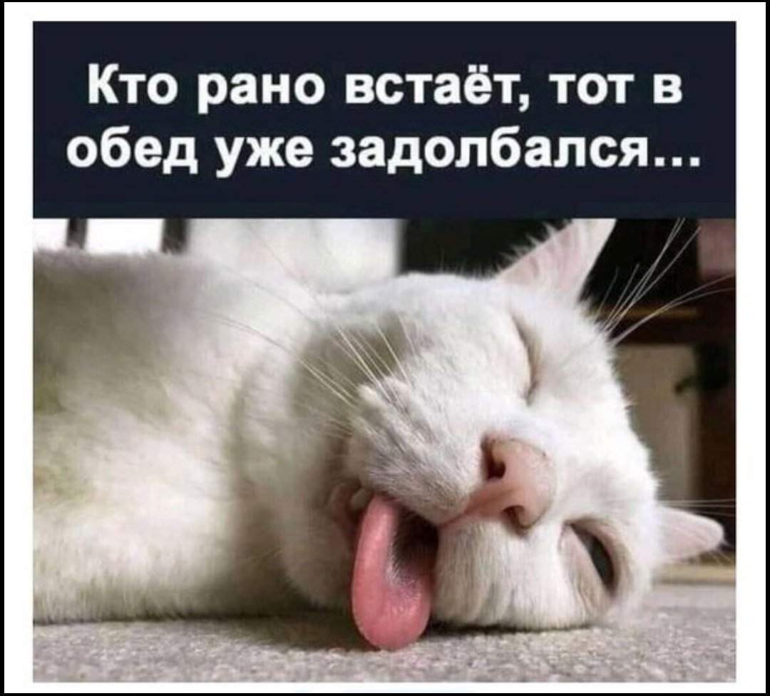 Просыпайся котик с надписью