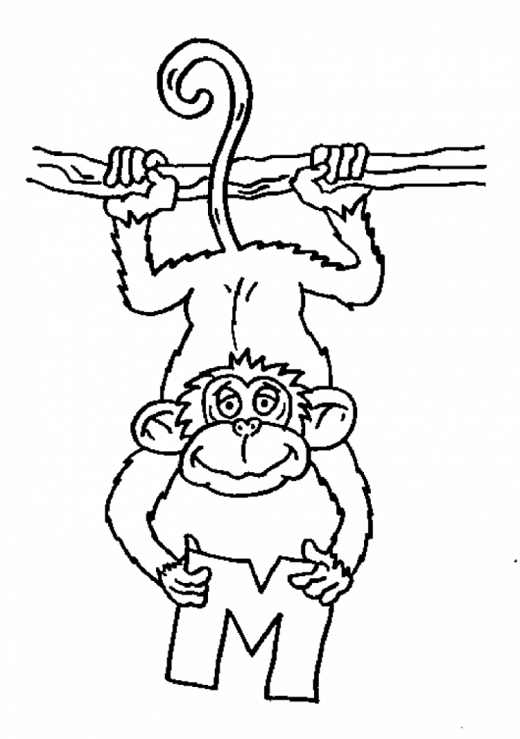 Обезьяна Суми э