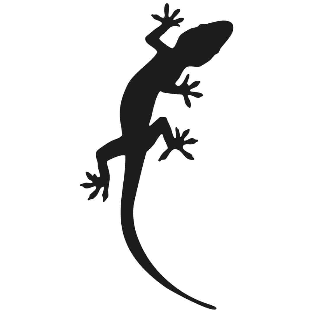 Ящерица вид сверху