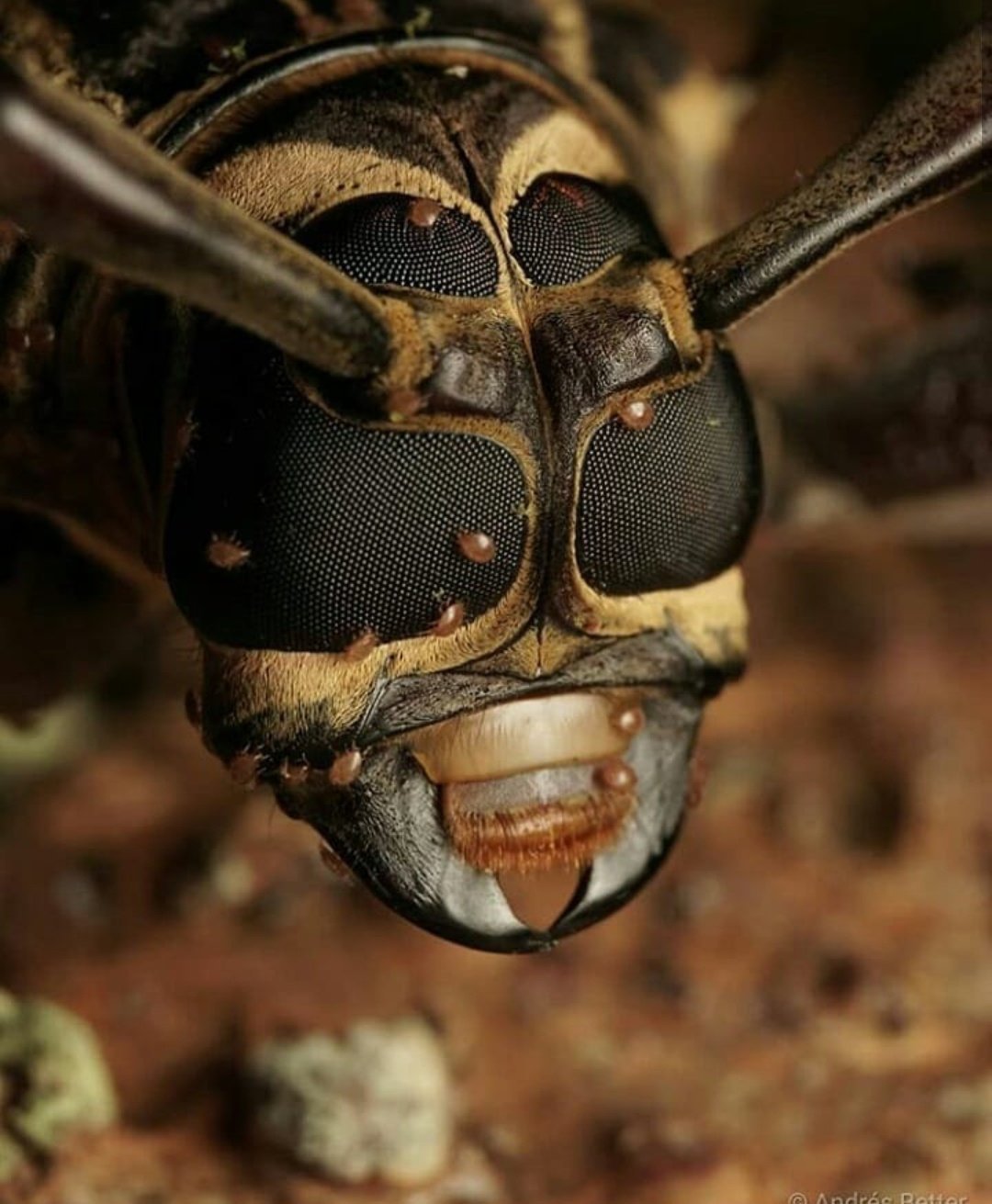 Жук Арлекин