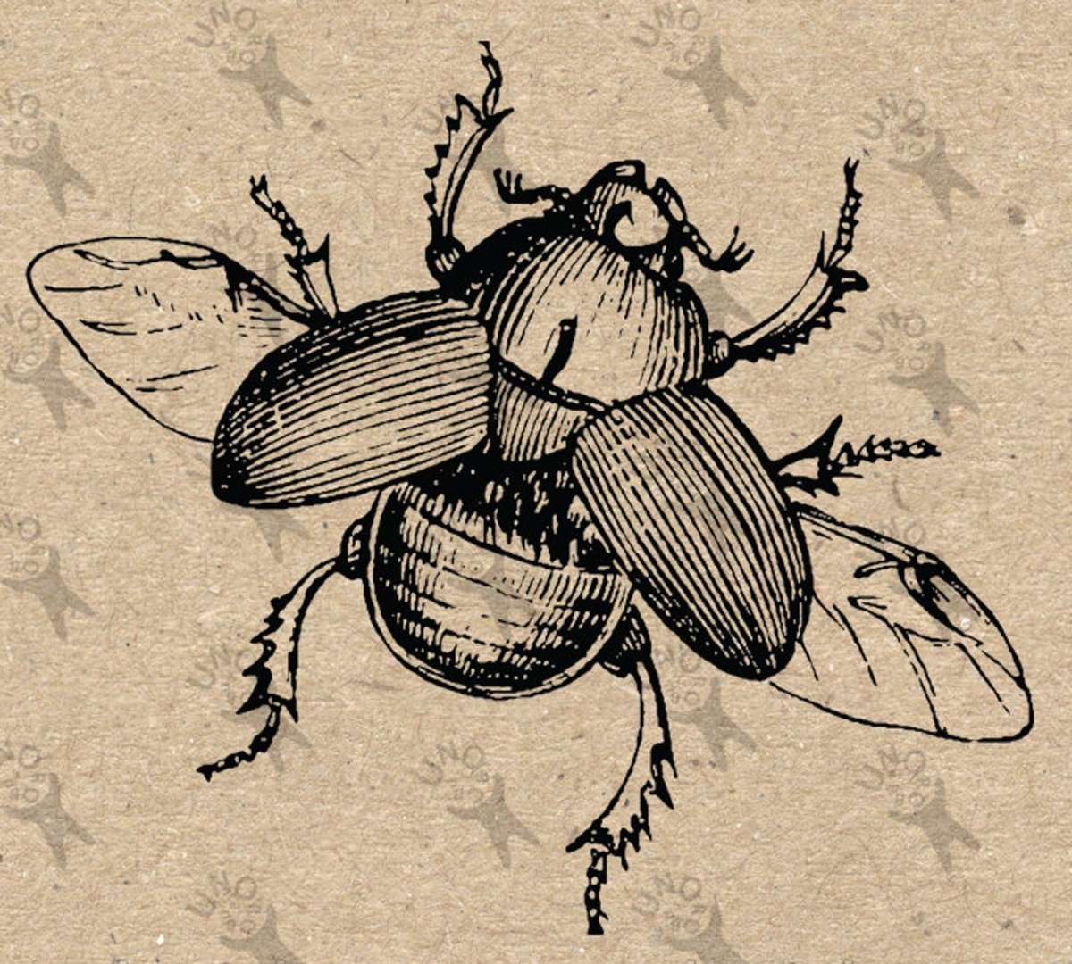 Жук скоробей раскраска