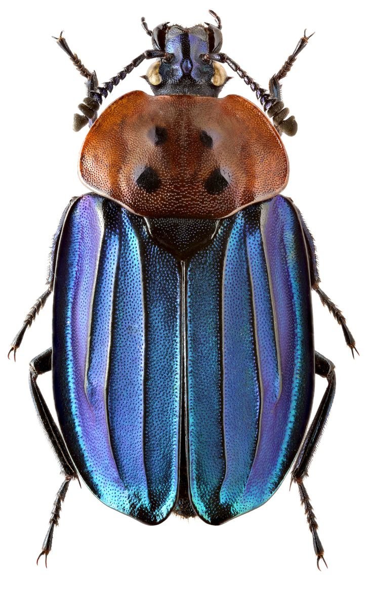 Разноцветные жуки