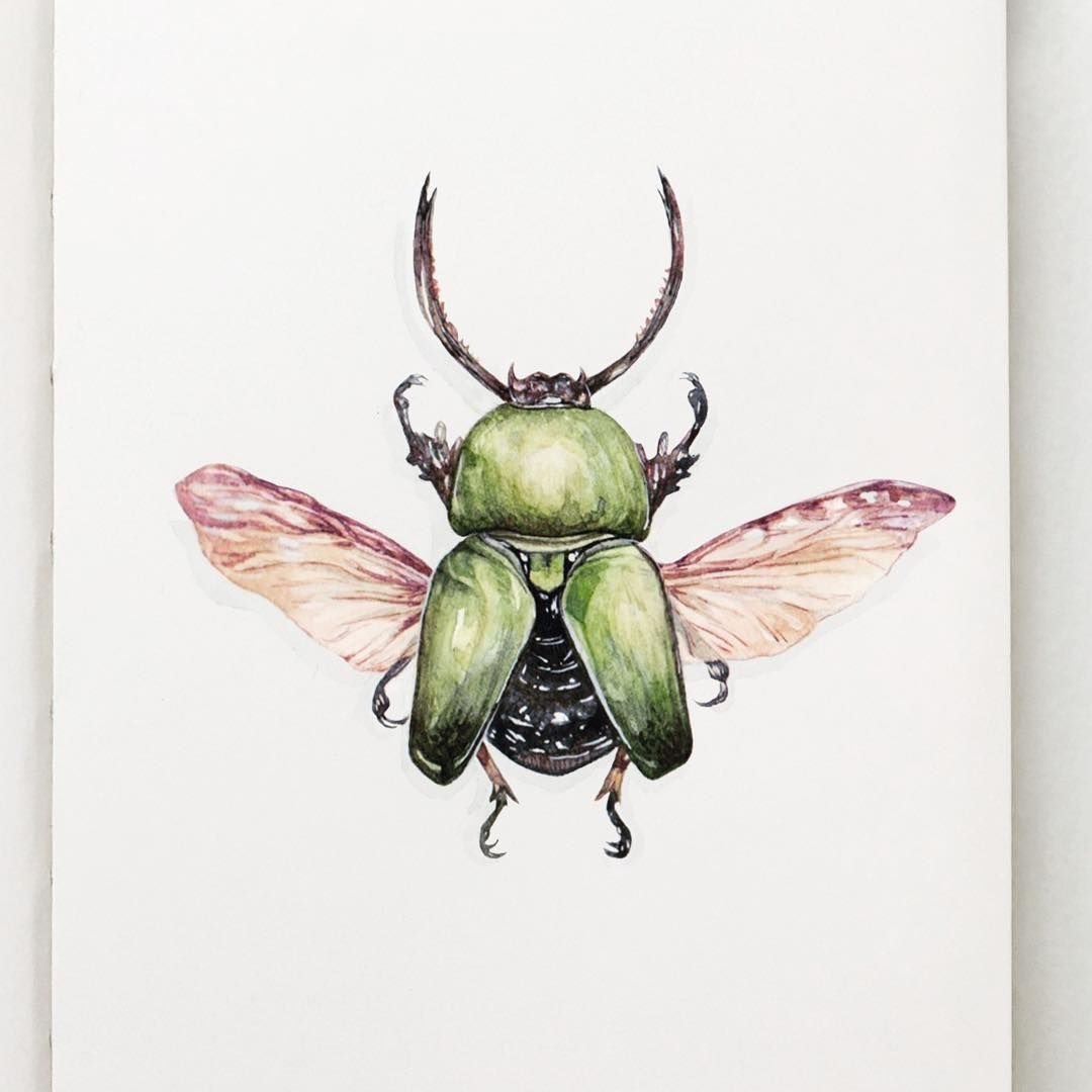 Акварель красивые жуки