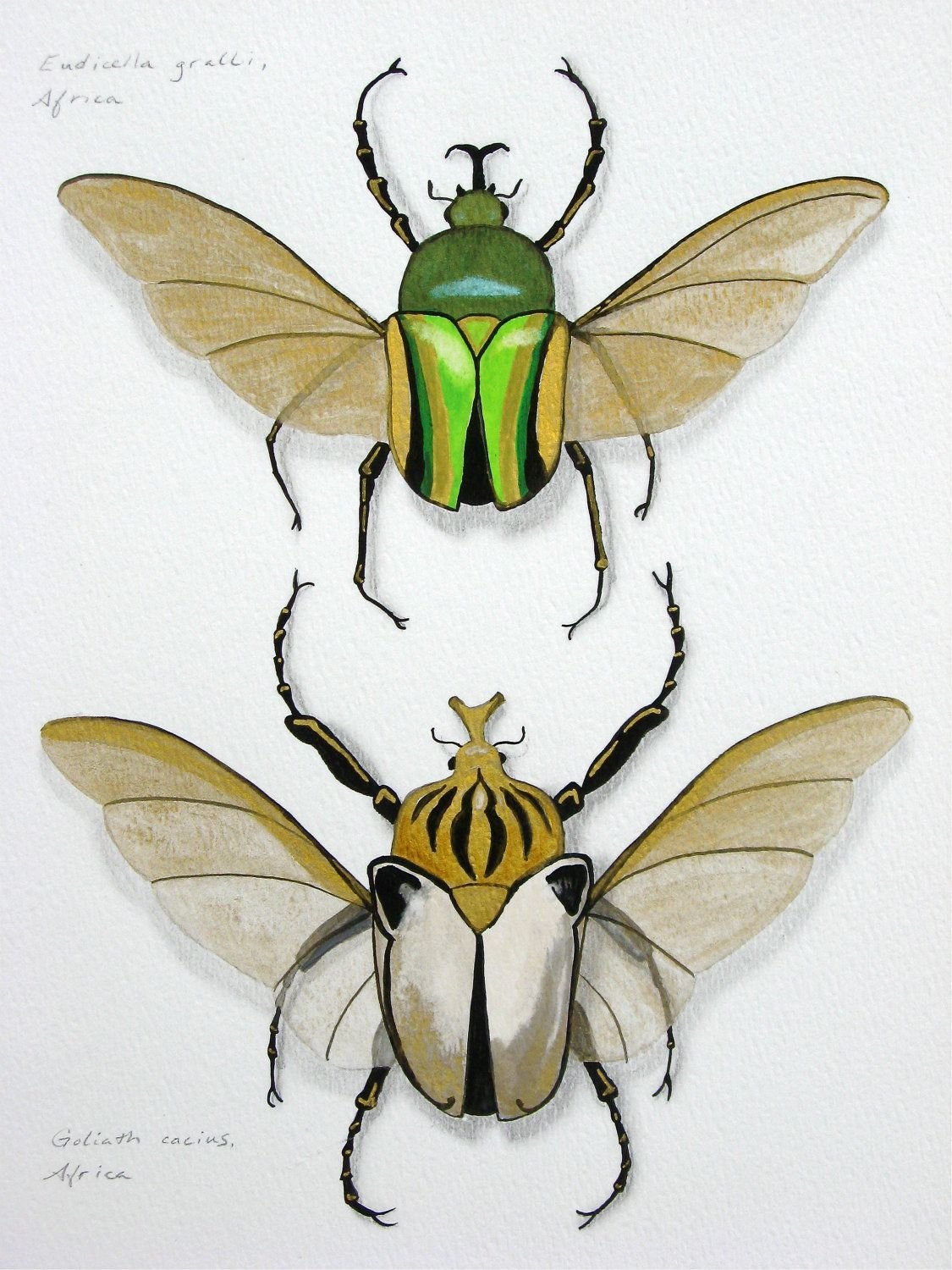 Жук Голиаф зеленый