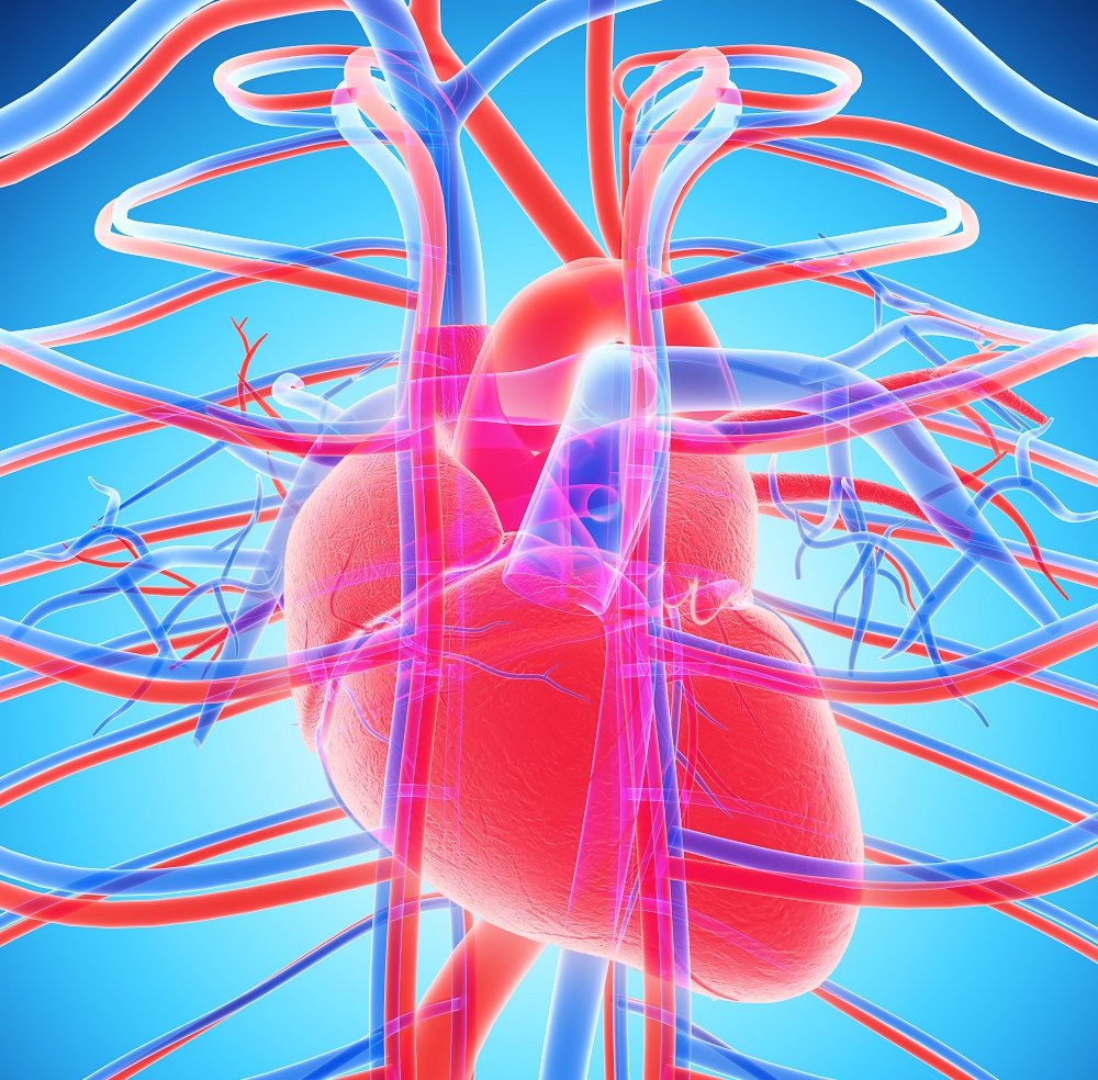 Заболевания сердца и кровеносных сосудов