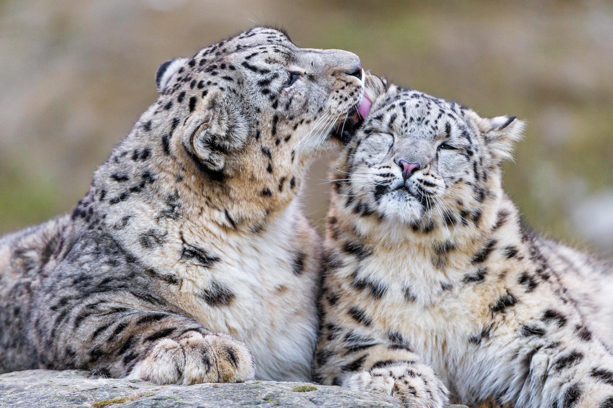 Животные исчезнувшие по вине человека