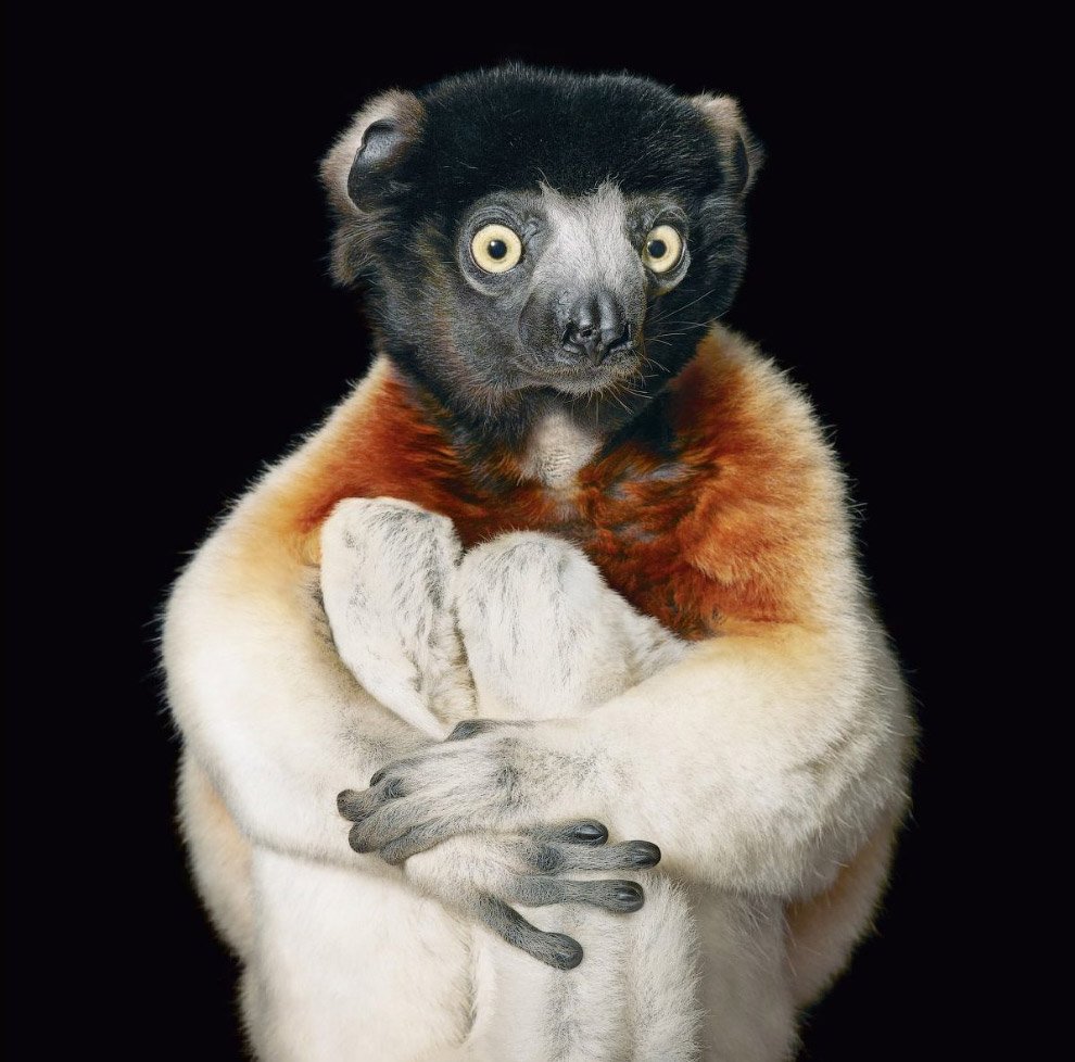 Вымершие животные ордогемент