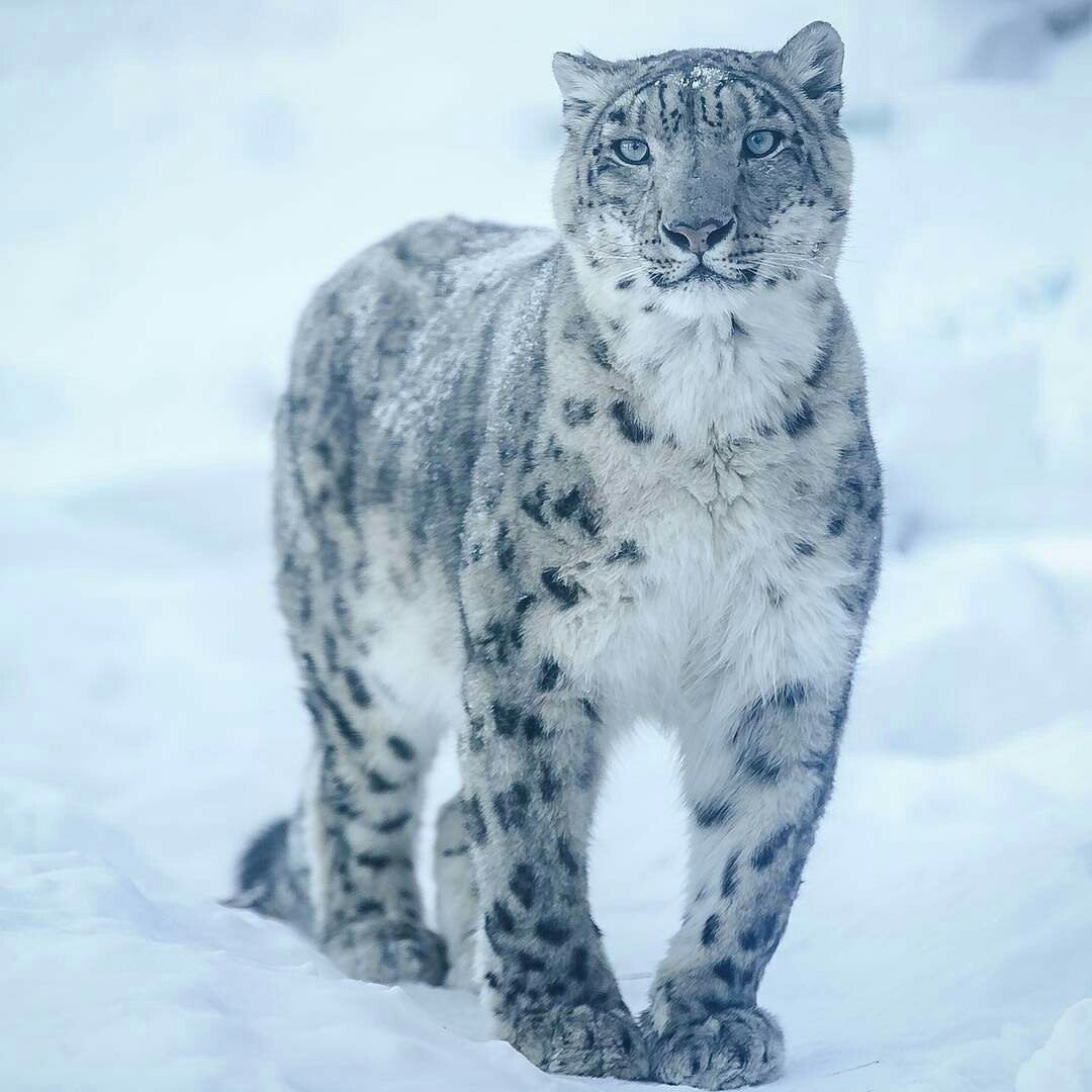 Дальневосточный леопард красная книга краткое описание