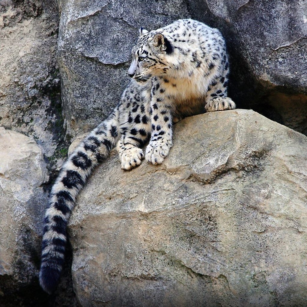 Много зверей