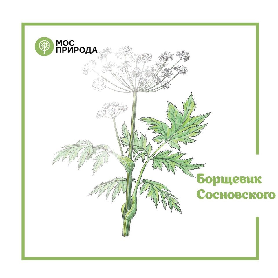 Борщевик желтый