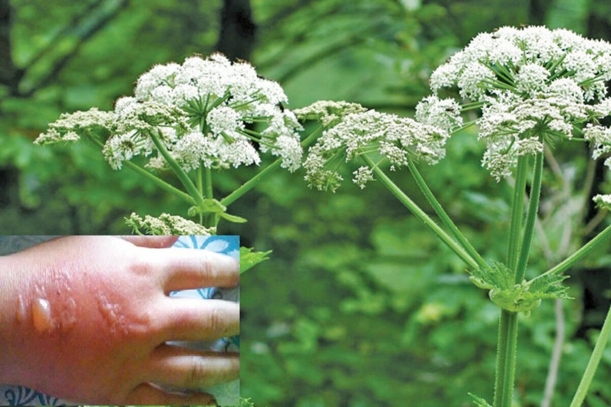 Борщевик поле Питер