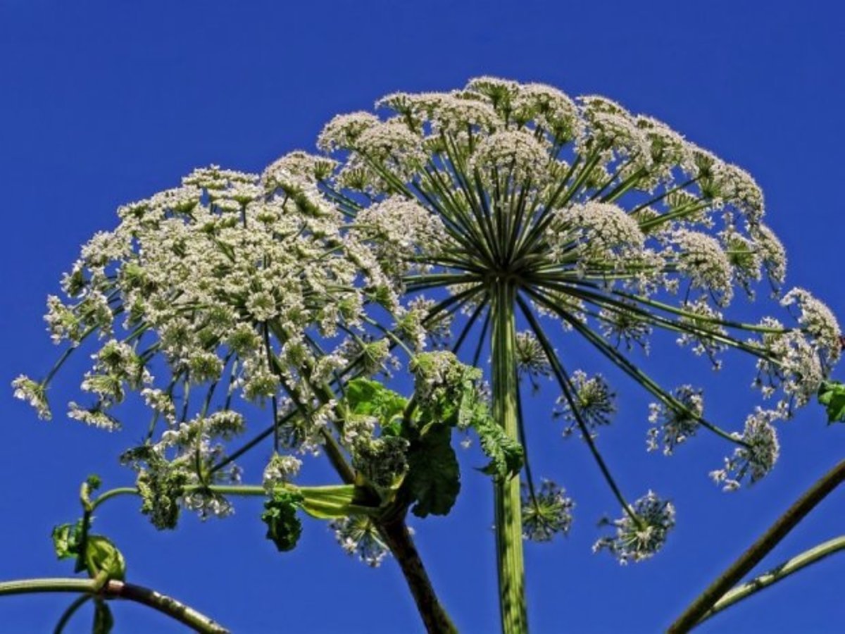 Борщевик Сосновского арт