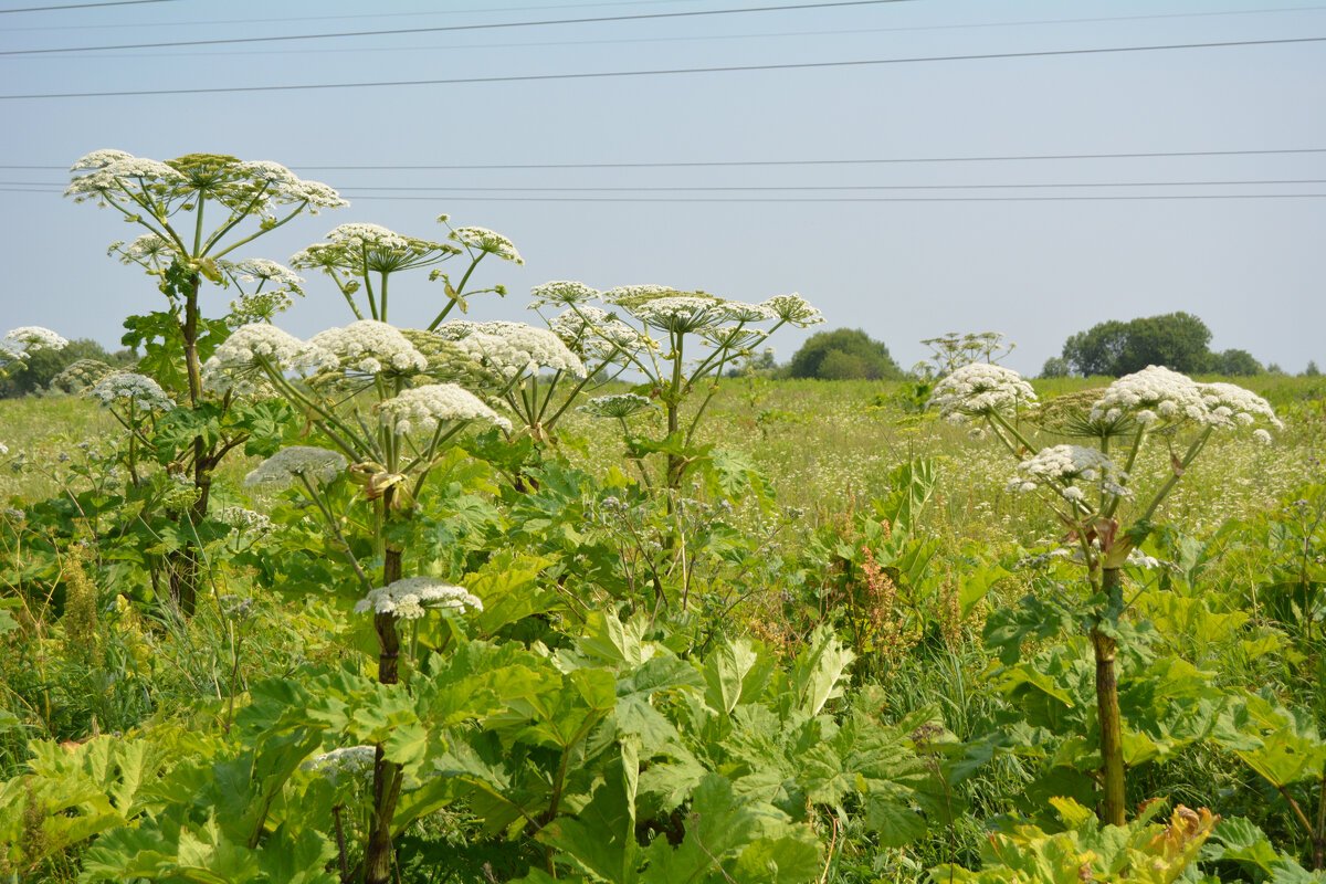 Осторожно борщевик