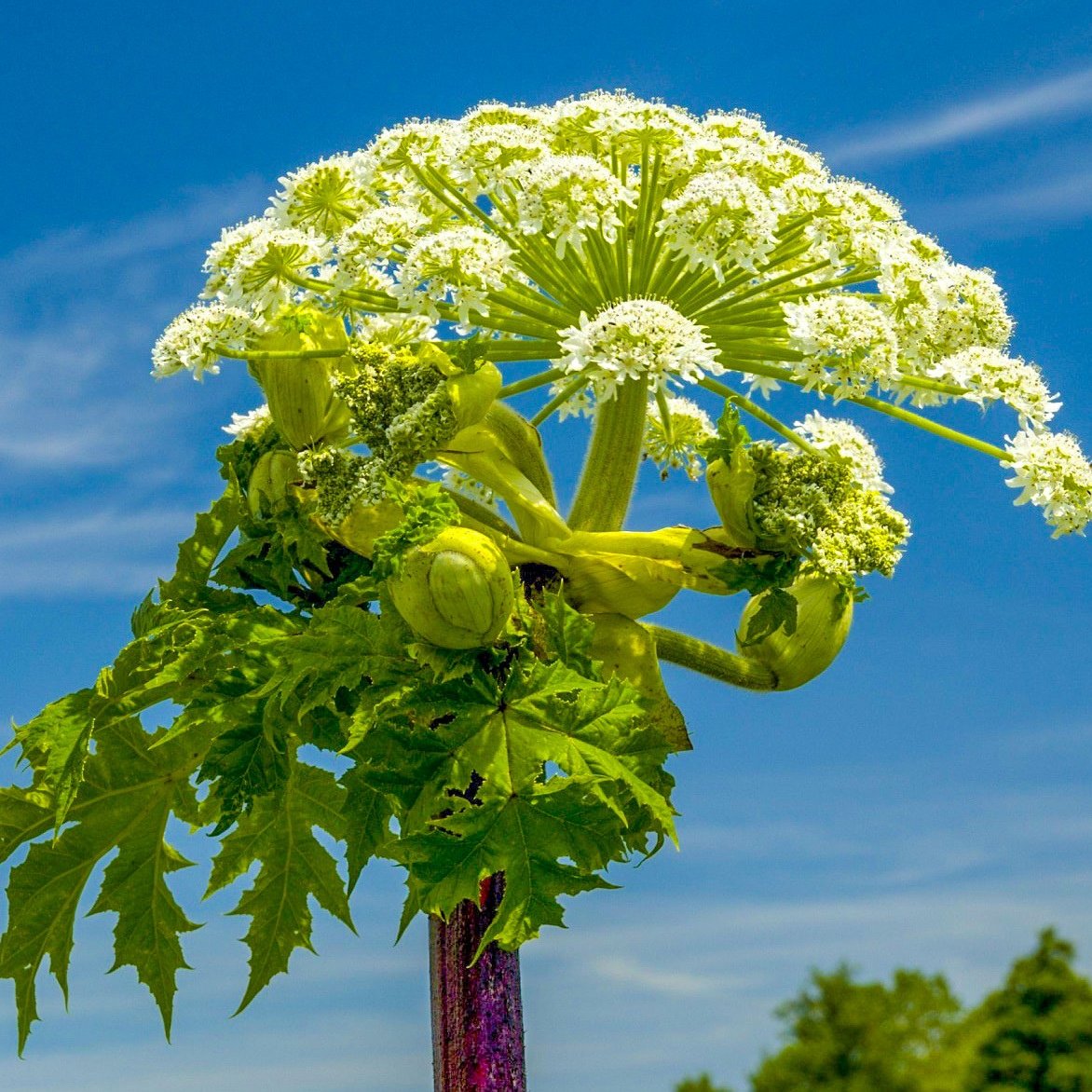 Внимание борщевик