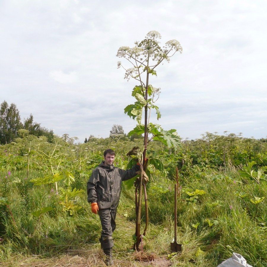 . Борщевик борщевик Сосновского сорняк